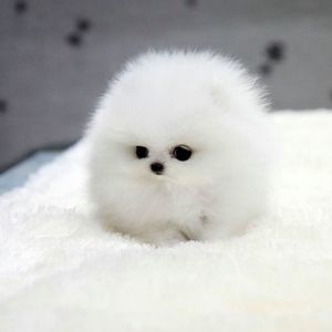 Meet your Posher, Mimi